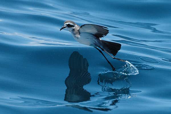 Whitefacedstormpetrel1.jpg