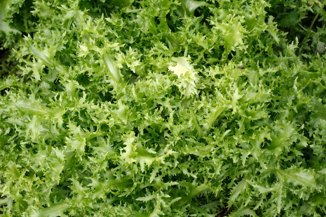 Salad leaves - from garden