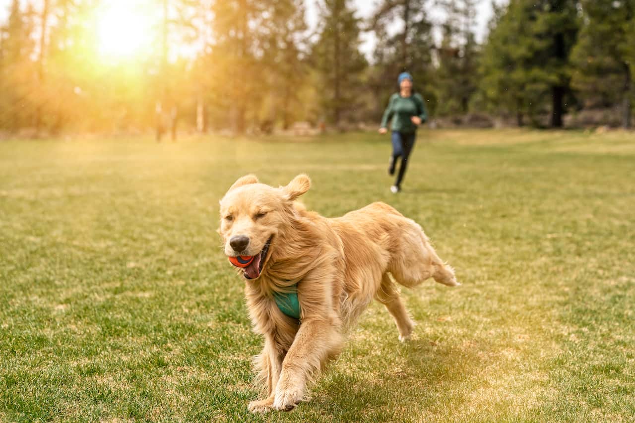 Australia Explained: Pet Ownership