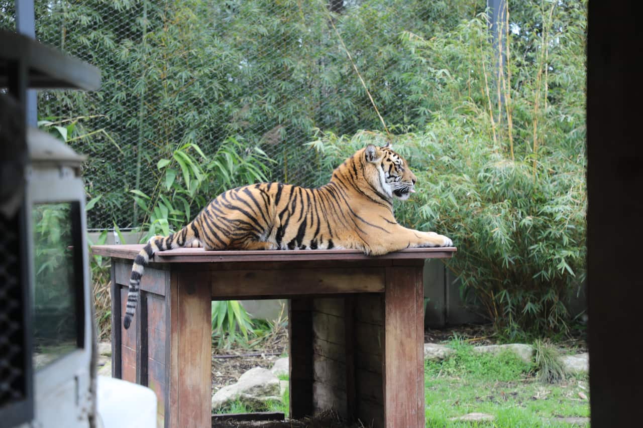 Sumatran Tiger at Taronga Zoo