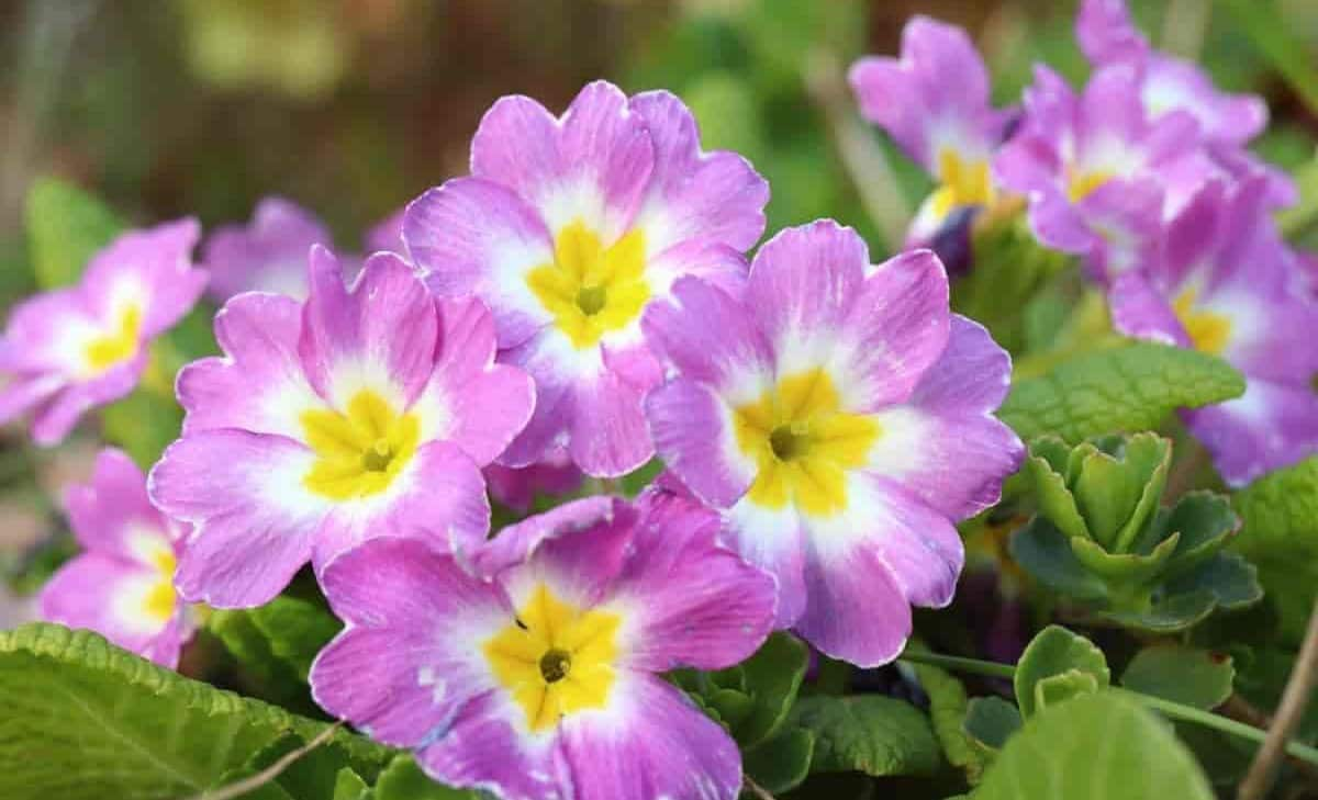 fairy primroses.jpg