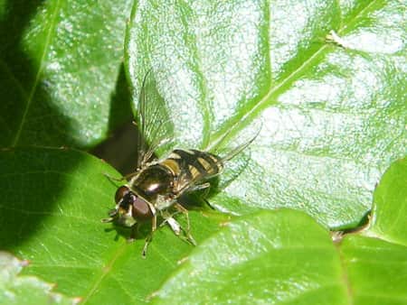 hoverflies.jpg