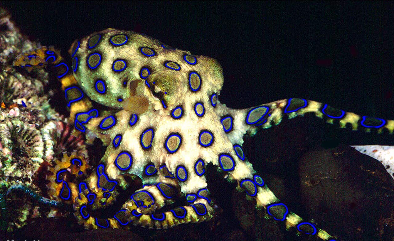 OCTOPUS