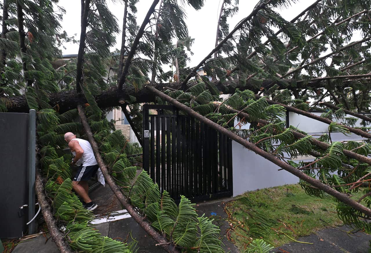 A fallen pine tree sits over a black metal gate. A man in white singlet crouches to walk under it. 
