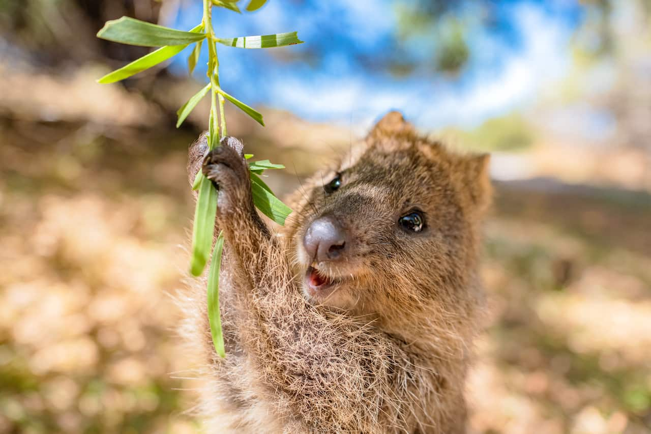 Happiest animal quokka is enjoying a swing and being so happy, Rottnest island, Perth, Australia