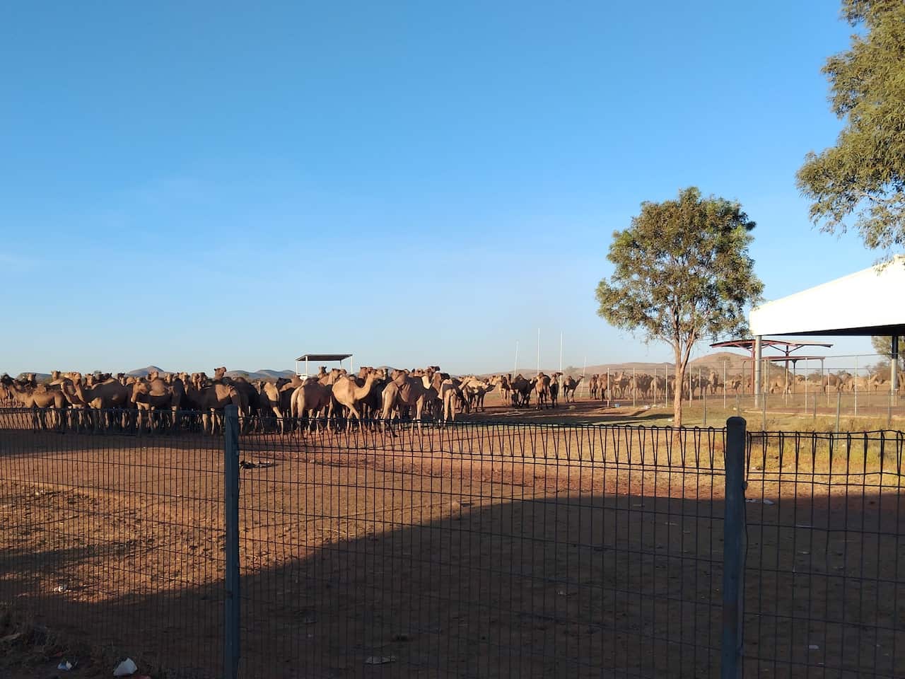 (NACA) Gran manada de camellos salvajes en el monte Liebig, Australia central.jpg