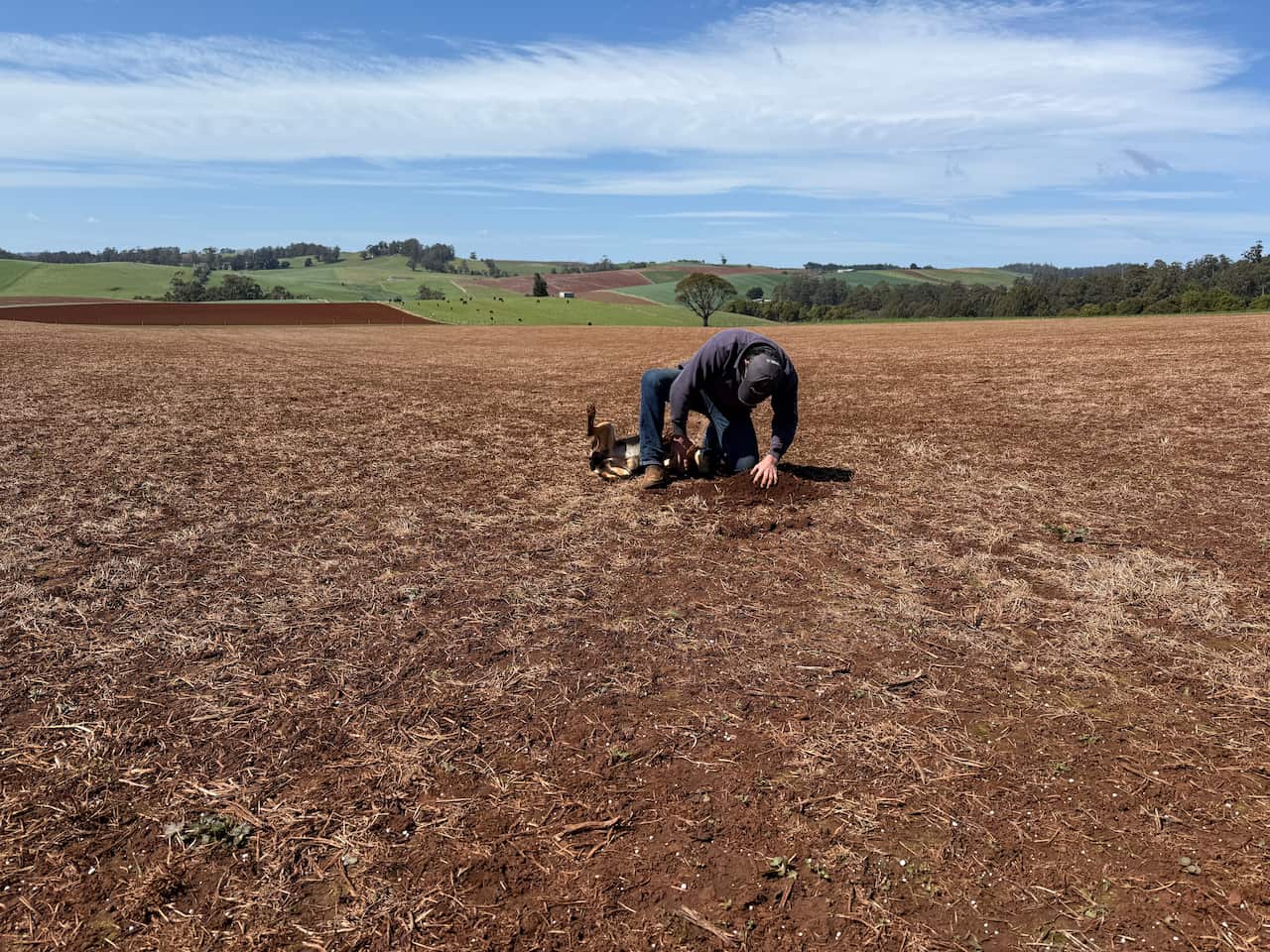 A man rubs a dog on its belly in the middle of a paddock.