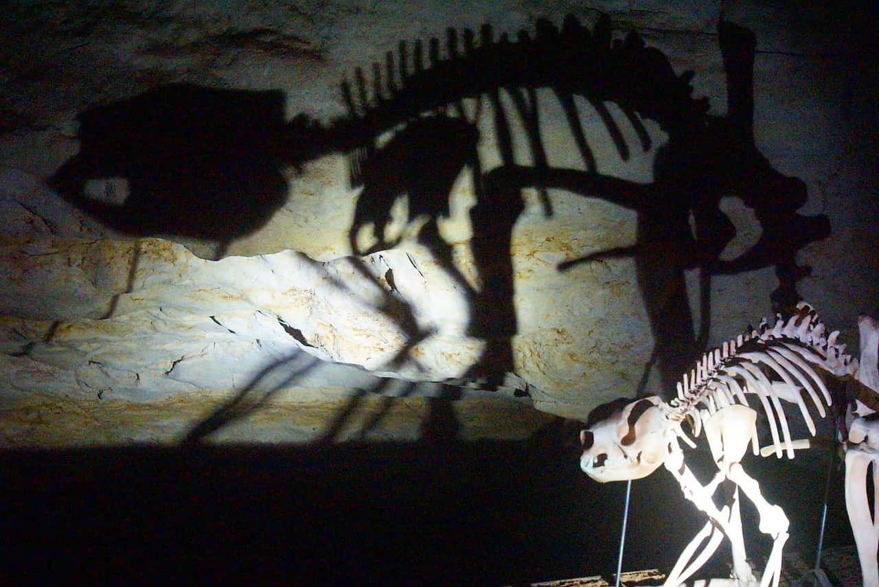 Fossils_at_Naracoorte.jpg