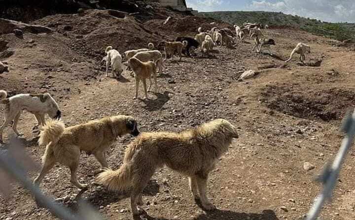 Feral dogs in Erbil.jpeg