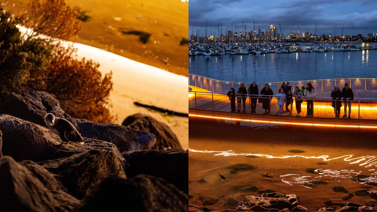 Uma imagem dividida de pinguins entre rochas ao entardecer à esquerda e pessoas em pé em um píer.