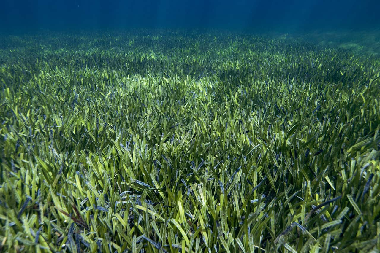Posidonia Australis