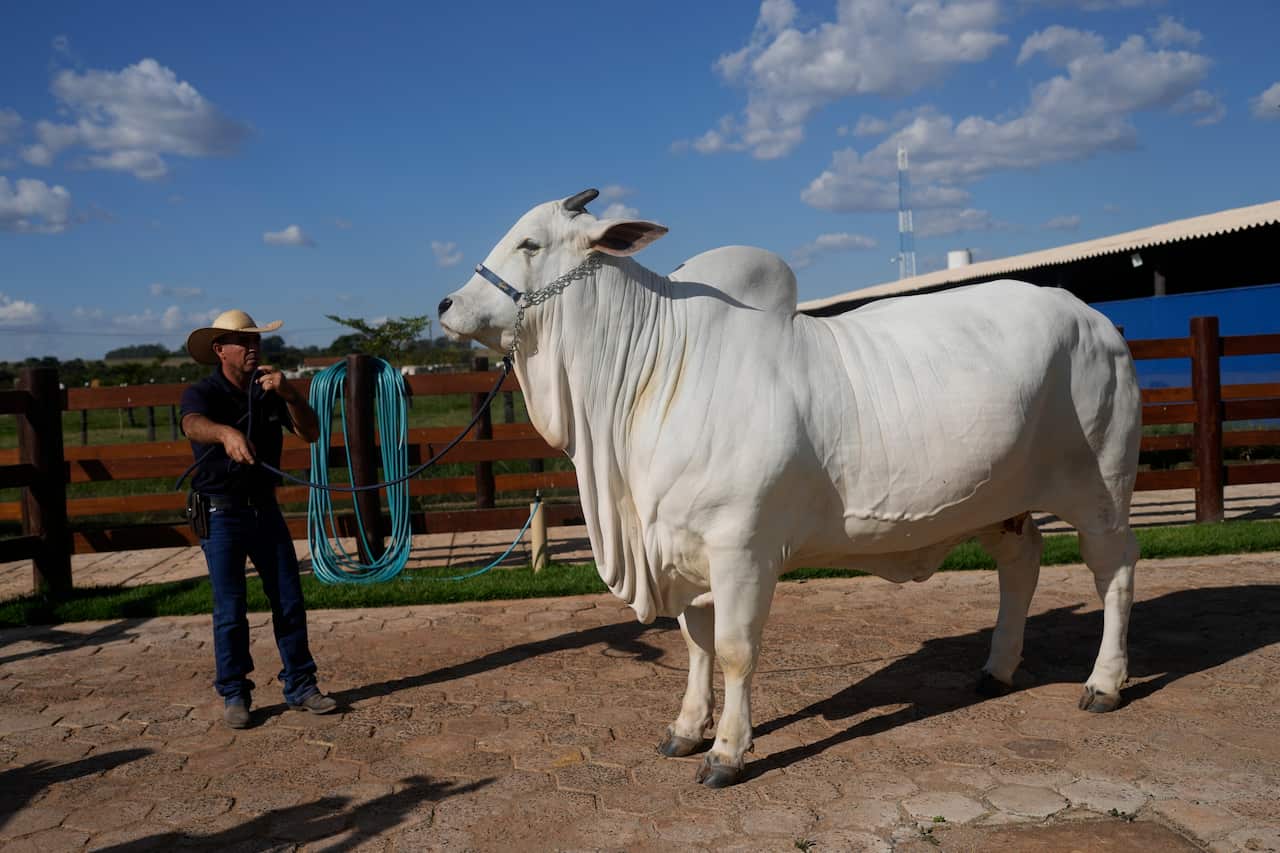Brazil Cash Cow