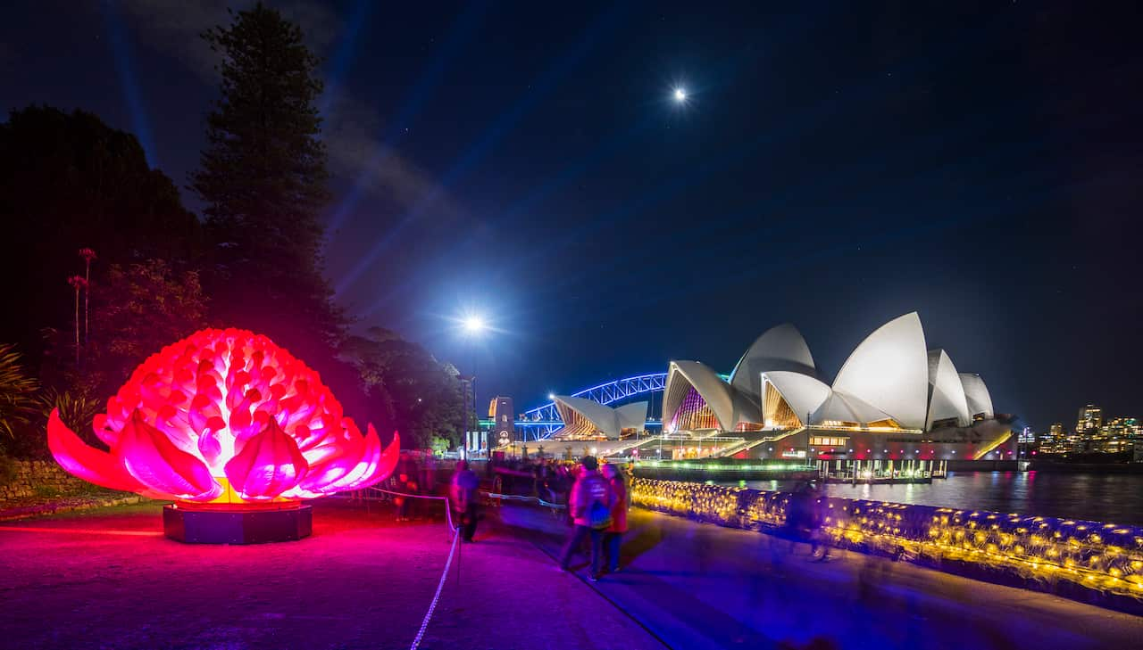 Waratah flower installation