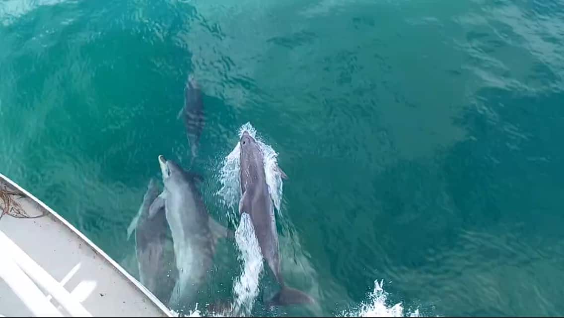 cá heo_nelson_bay.png