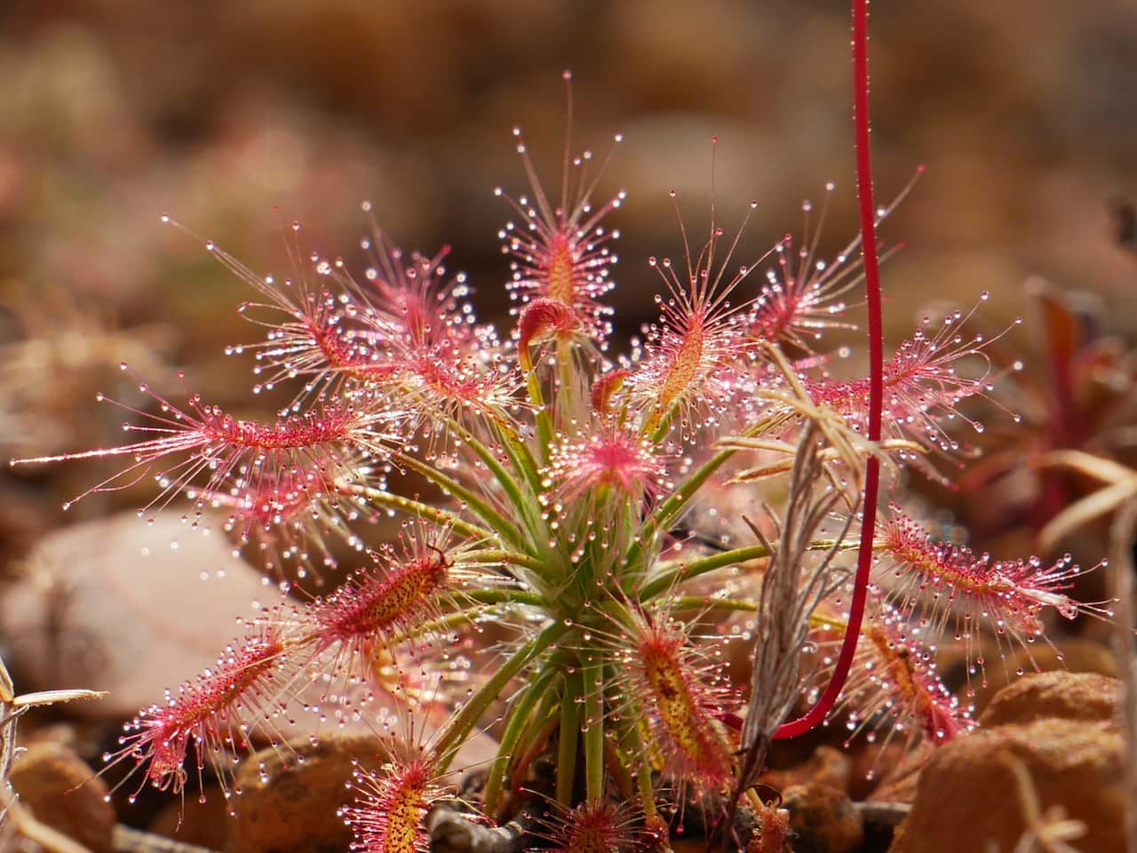Drosera silvicola found at Pauna Wildlife Sanctuary