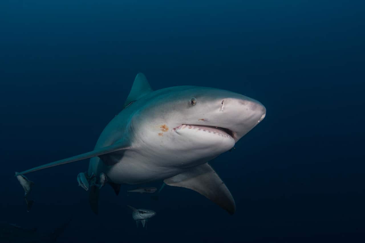 Bull Shark swims in gloomy conditions offshore Jupiter, Florida