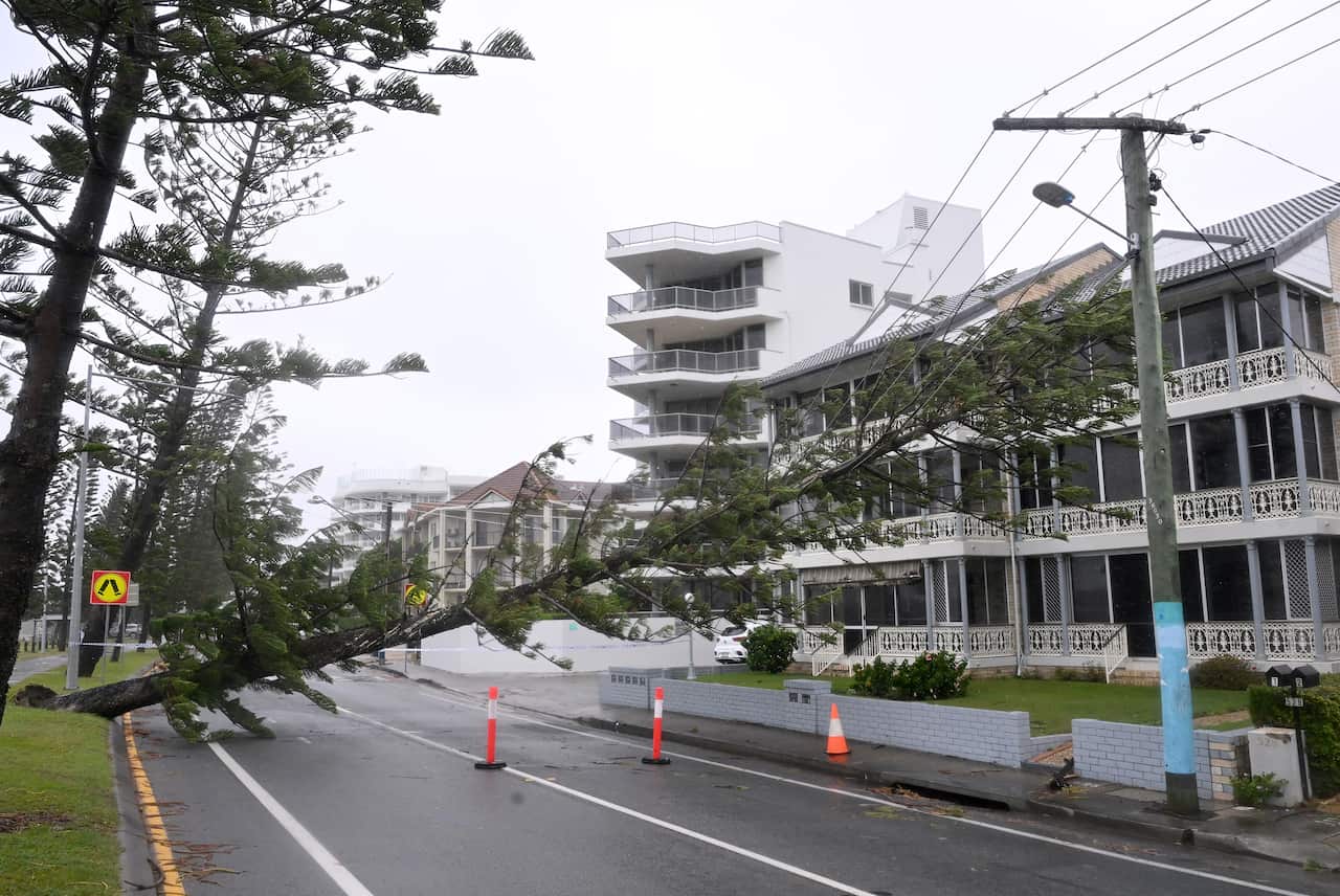 A fallen pine tree lays against powerlines on a street with several bright orange traffic cones underneath it.