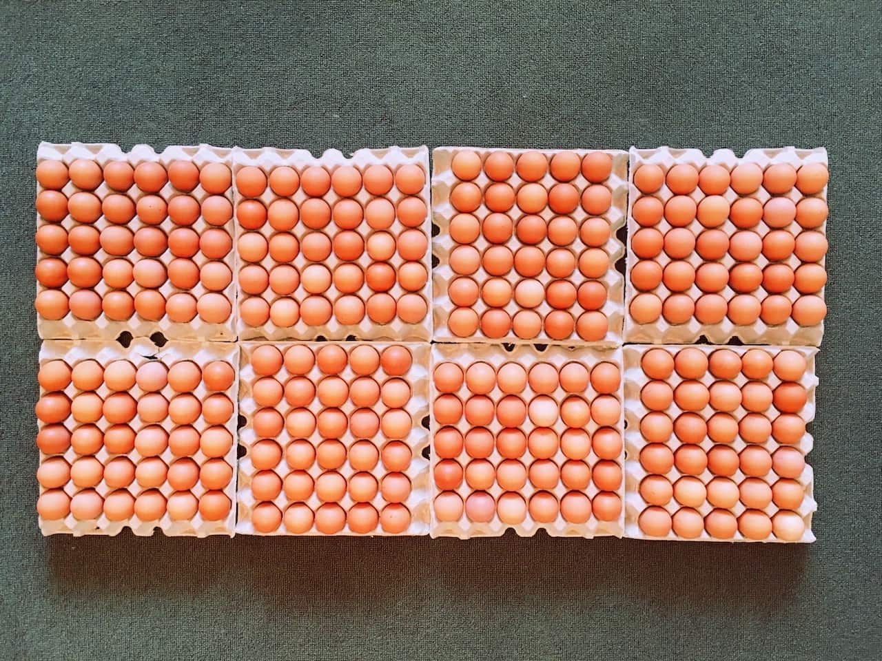 Egg.jpg
