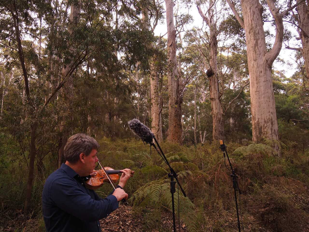 violino nella foresta.JPG