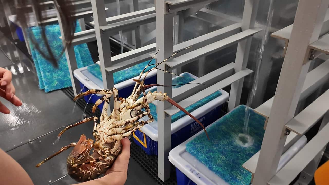 Hệ thống bể nước tuần hoàn tôm hùm.jpg