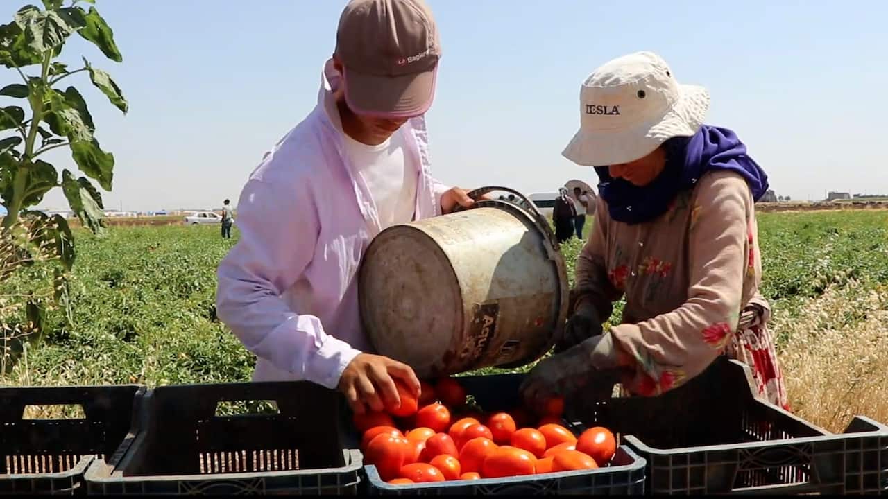 Tomato farmers Diyarbakir.jpeg