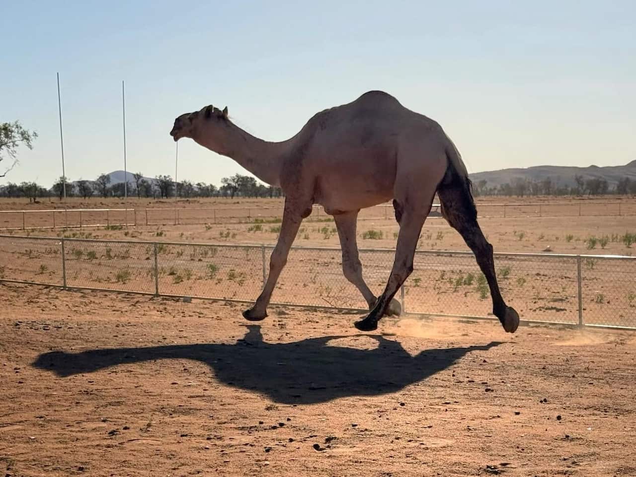Gran camello toro en el monte Liebig, en el centro de Australia.