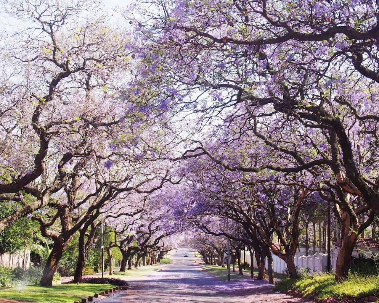 jacarandas-perth-applecross.jpg