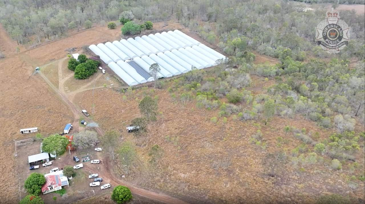 CANNABIS RAID QLD