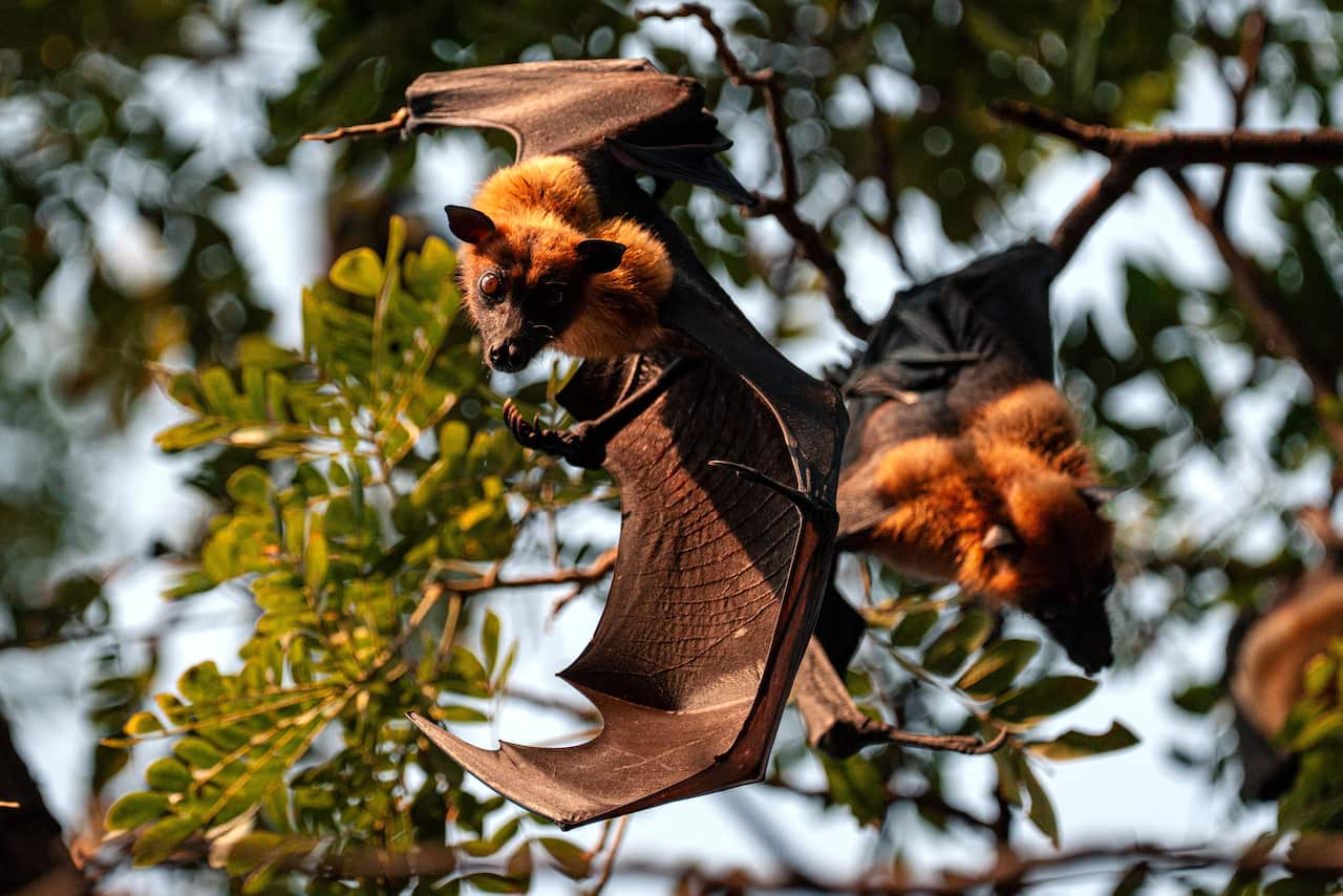 Un zorro volador en un árbol.