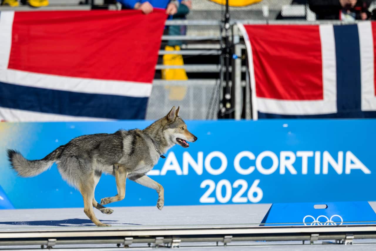 A dog on a snowy Olympic track.