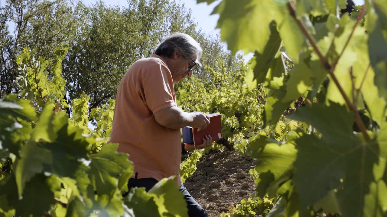 Iran Harvest 3.jpg