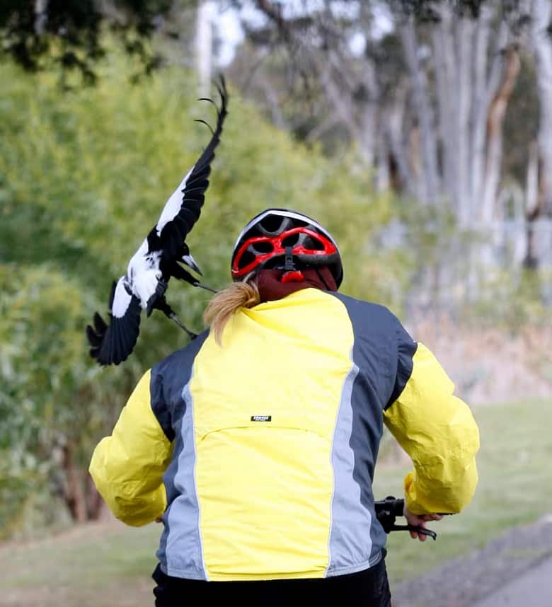 A magpie swooping on the left shoulder of a cyclist who is wearing a yellow jacket and red helmet. Rear view