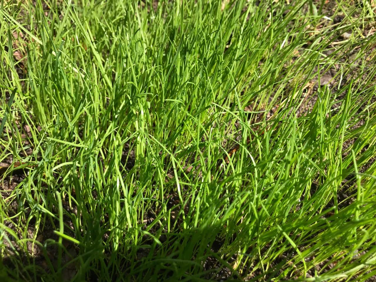 lawn backyard 1.jpg