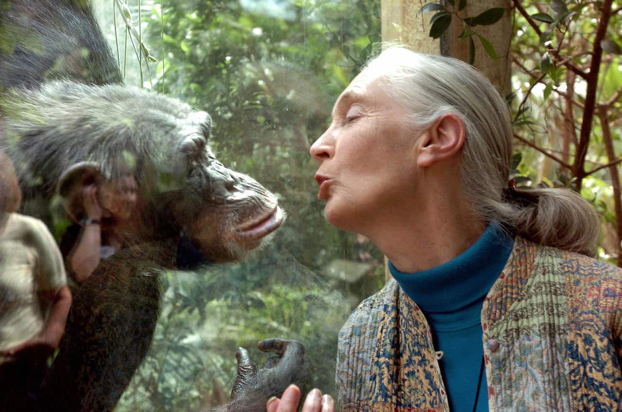 A woman facing a chimpanzee.