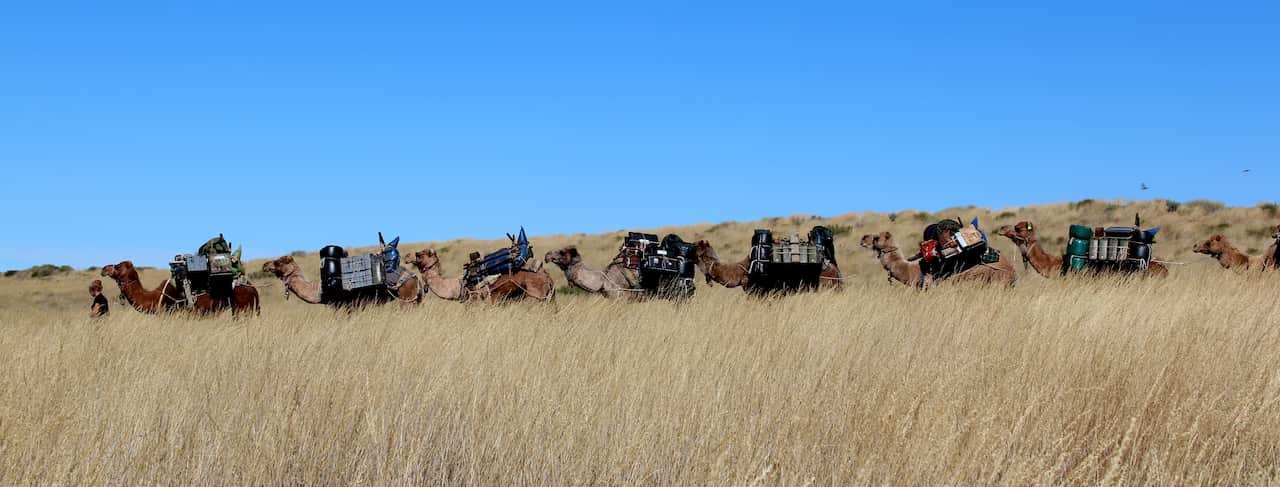 TRAVEL SIMPSON DESERT
