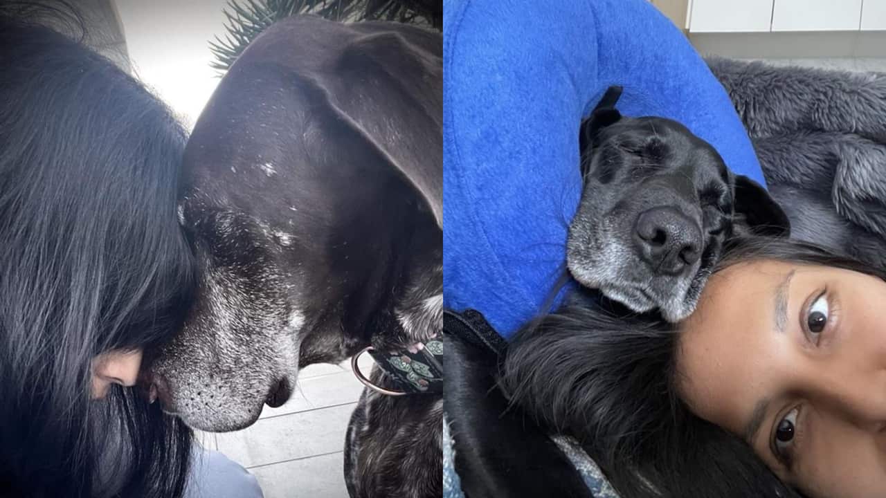 a side by side image. left: a woman with long black and and a black dog touch foreheads. right: a selfie of the same woman and dog cuddle on the couch