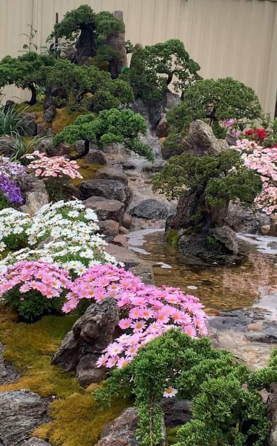 bonsai 2_1.jpg