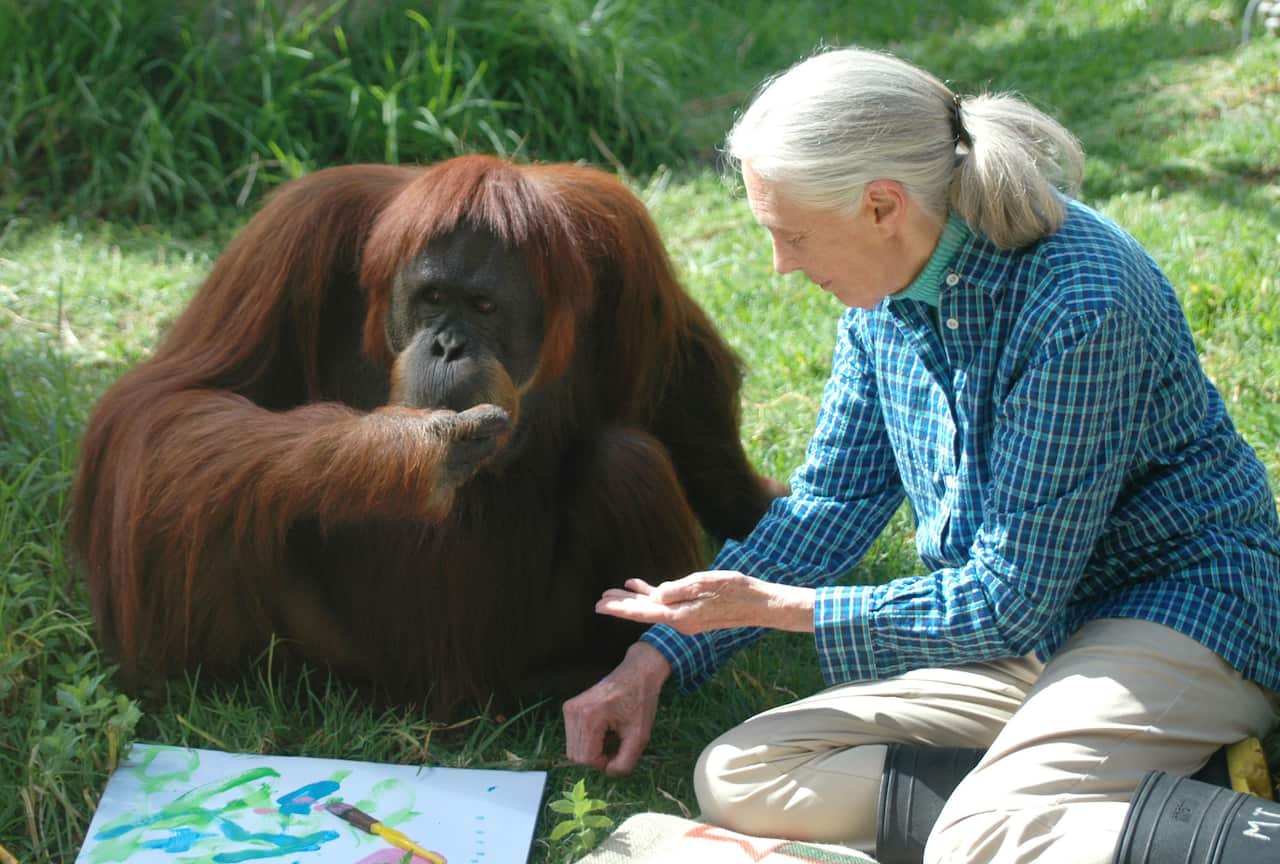 JANE GOODALL PERTH ZOO