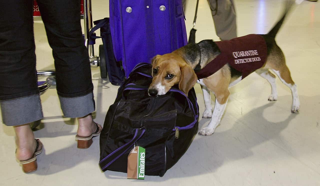 Bird Flu Quarantine Prevention Measures