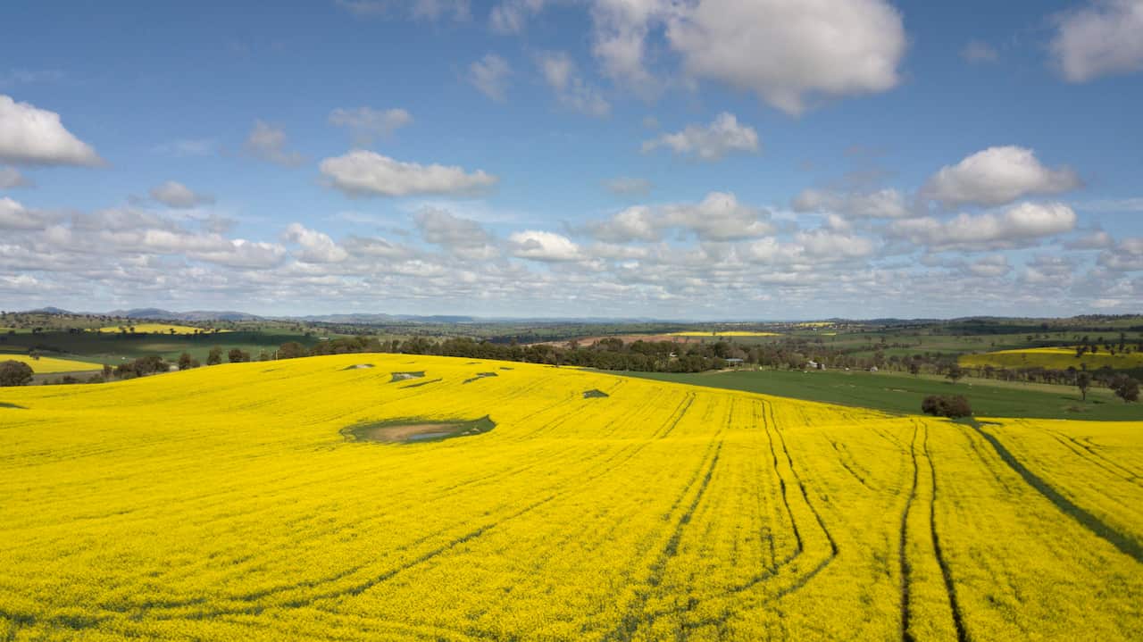 CANOLA FIELDS FEATURE