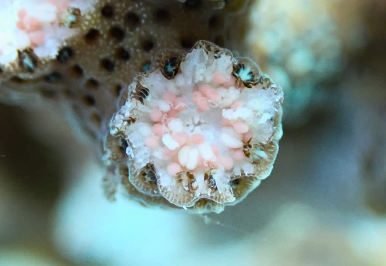 Close up of coral branch with egg bundles