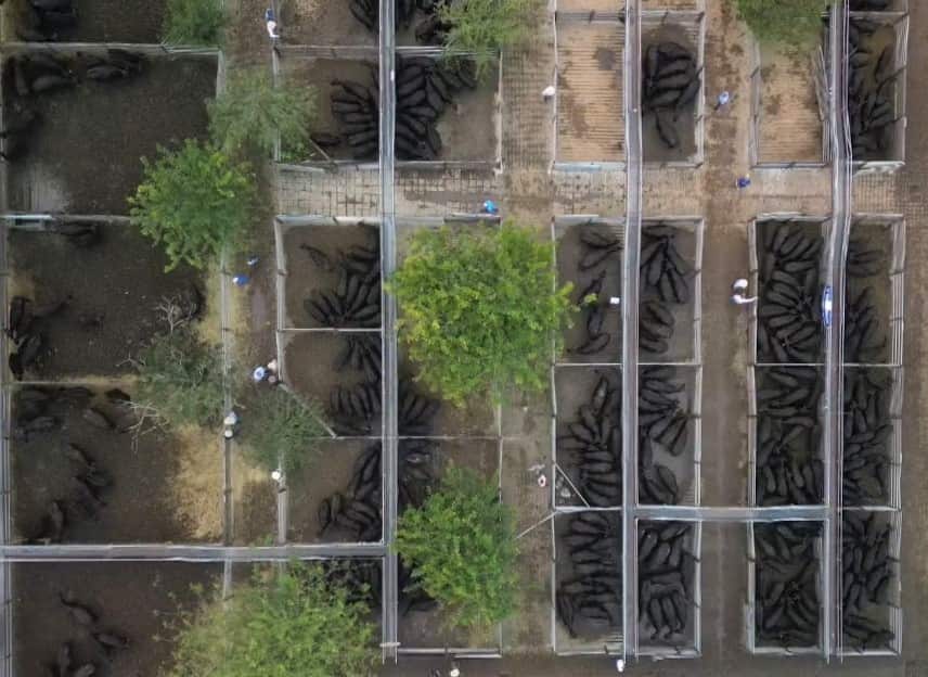 An aerial photo of black cattle in saleyards.