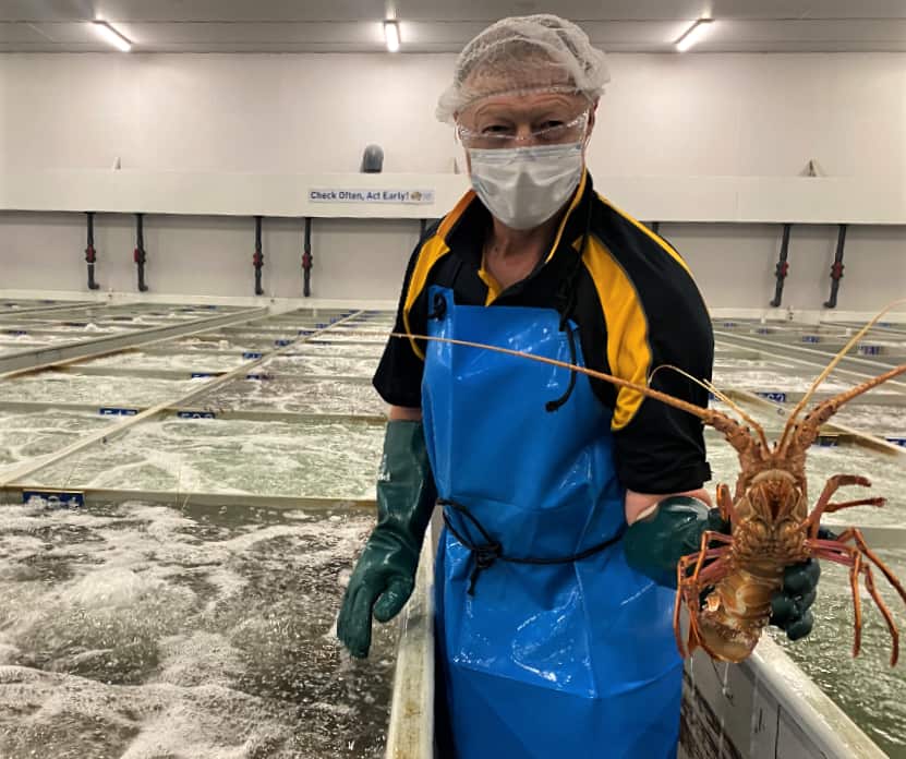 Australia’s premium rock lobsters find new markets, despite trade and