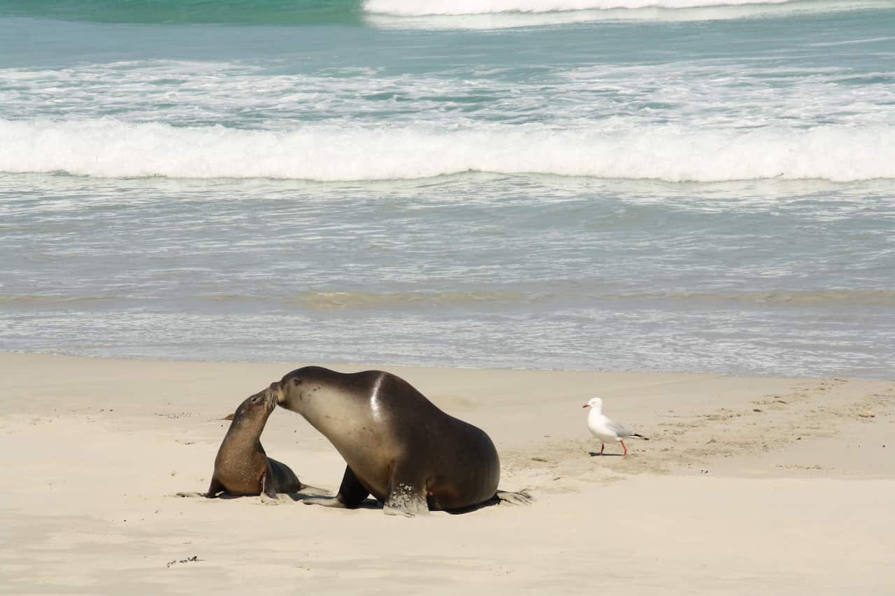 Kangaroo island