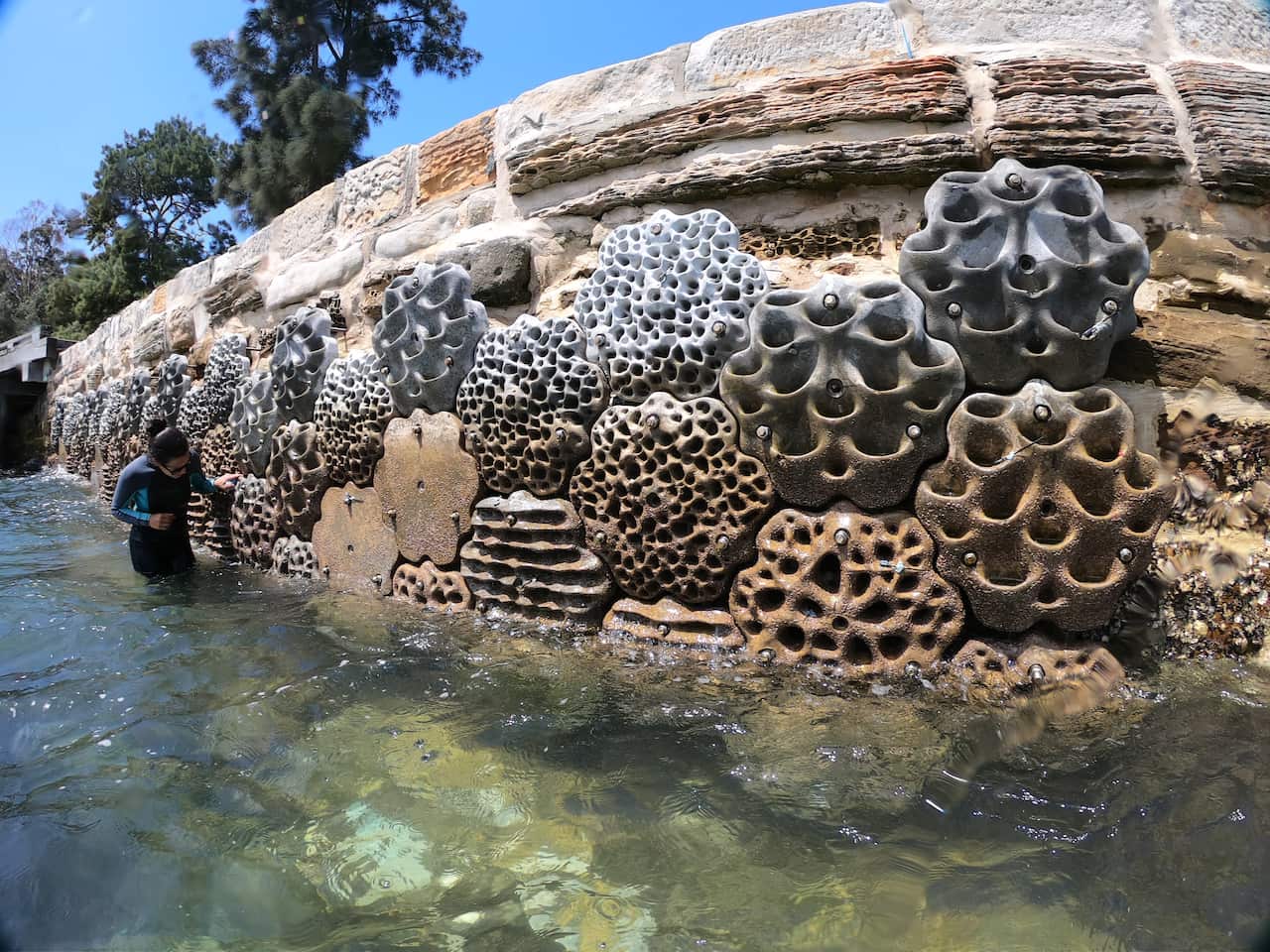 Living Seawalls 1.jpg
