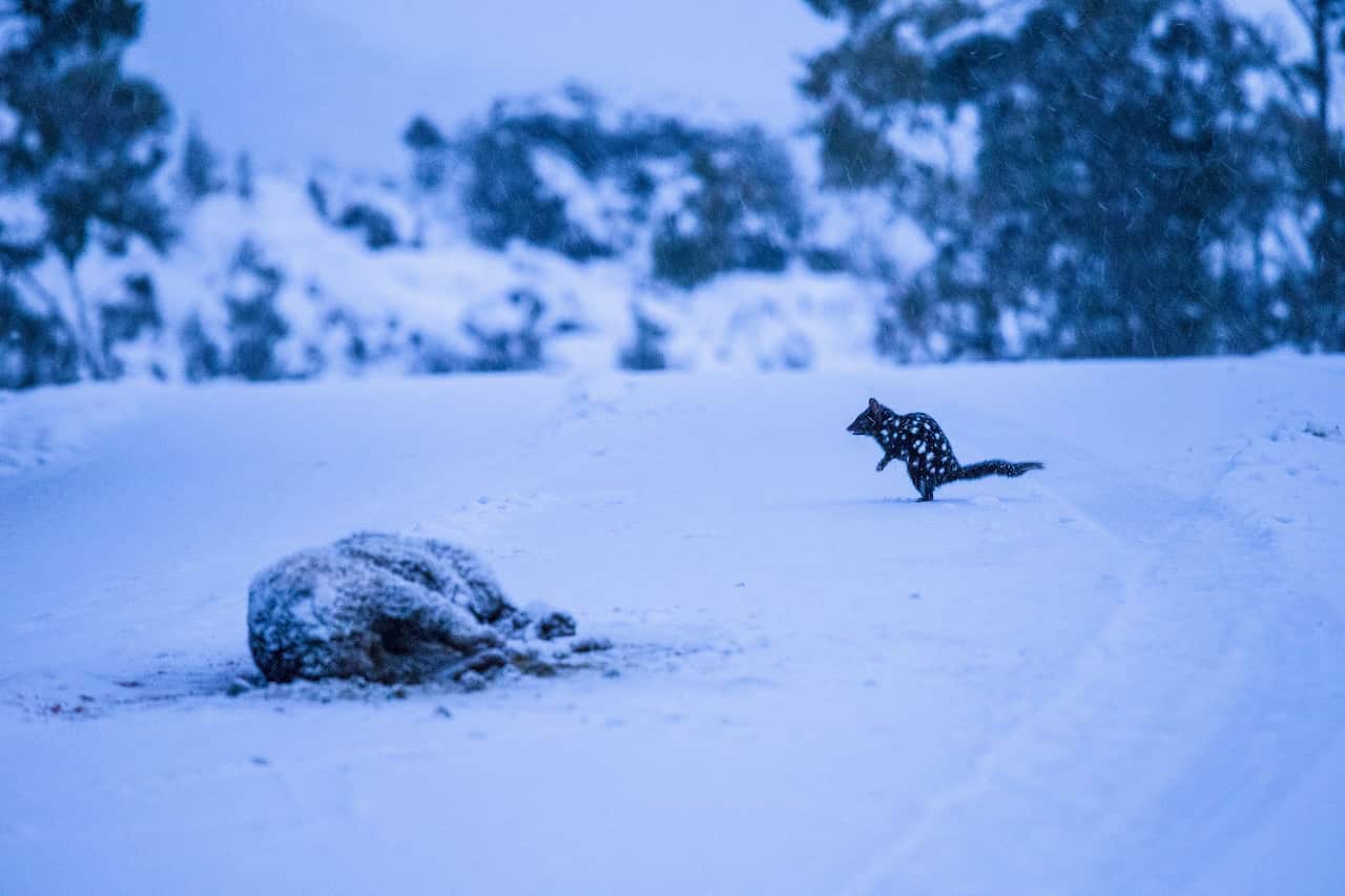 A small, spotted eastern quoll stands on a snowy field. To its left is the body of a larger animal, covered in snow.