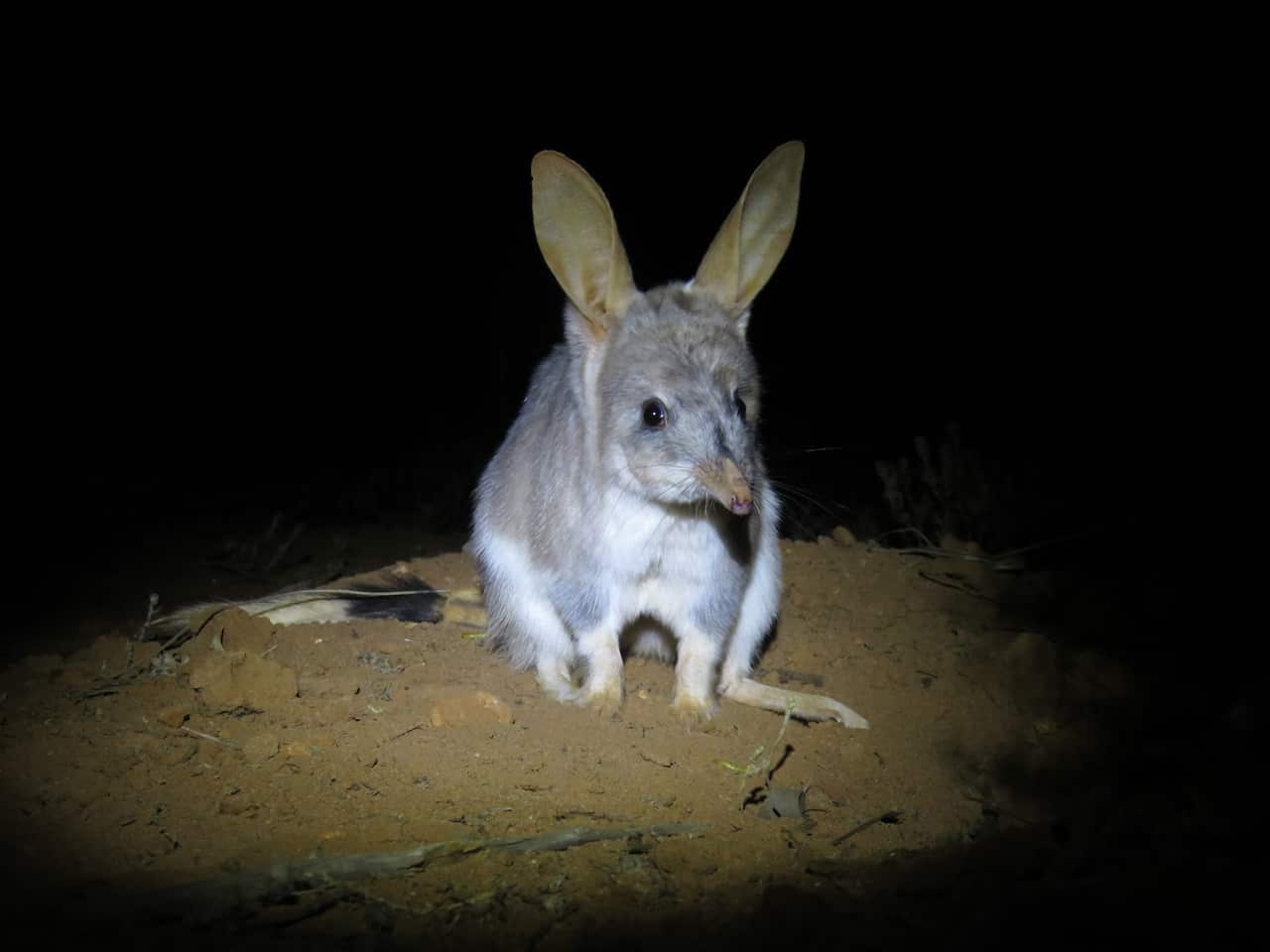 Bilby in Mt Gibson Wildlife Sanctuary