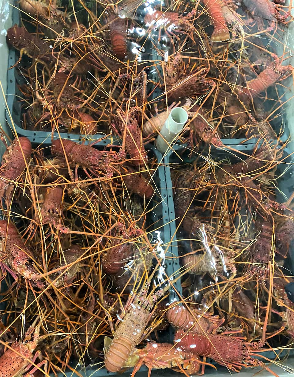 Australia’s premium rock lobsters find new markets, despite trade and