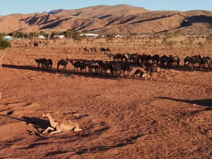 (JVS) Grandes camellos macho se quedaron atrapados buscando agua