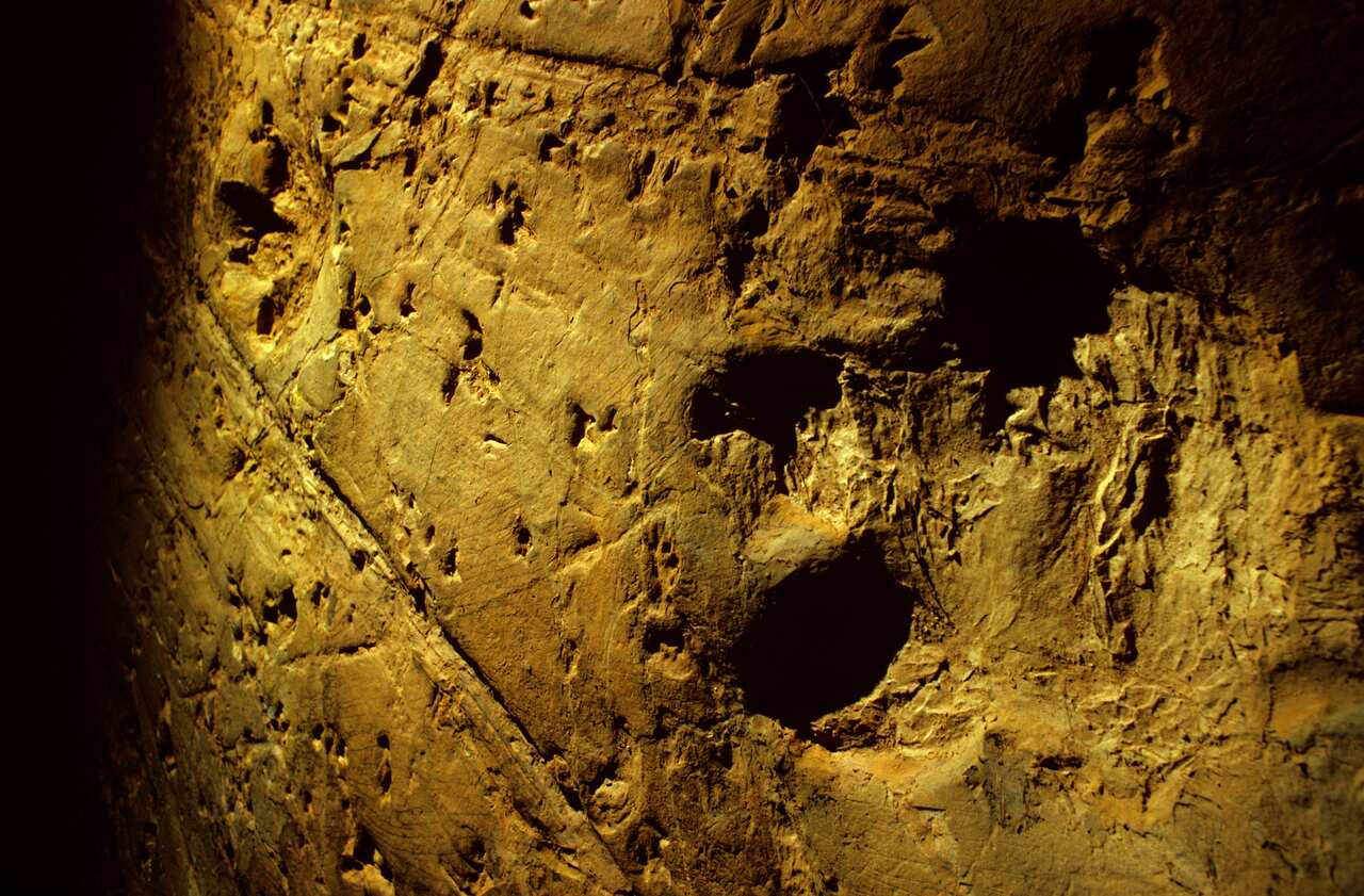 Dinosaur tracks 95 million years old